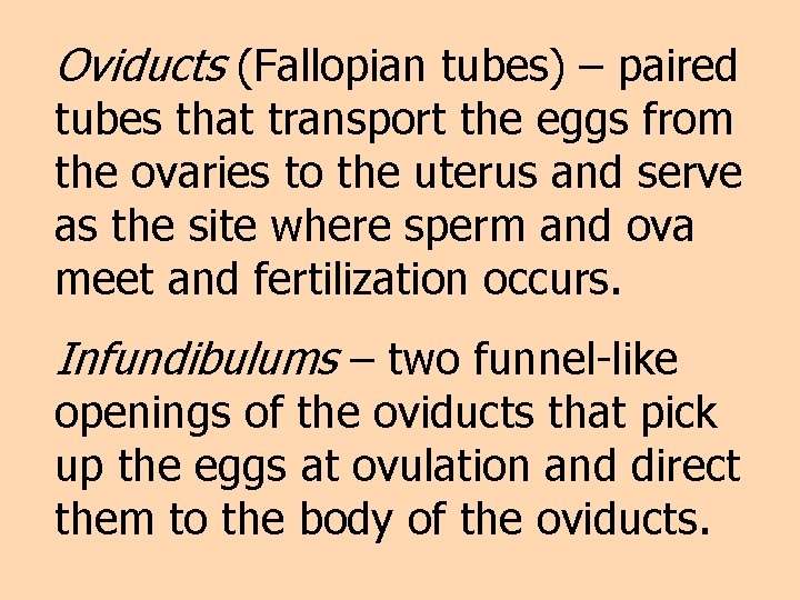 Oviducts (Fallopian tubes) – paired tubes that transport the eggs from the ovaries to