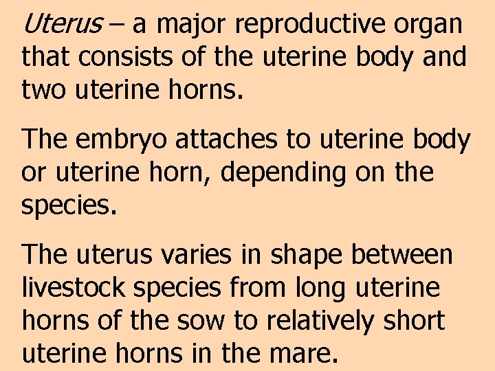 Uterus – a major reproductive organ that consists of the uterine body and two