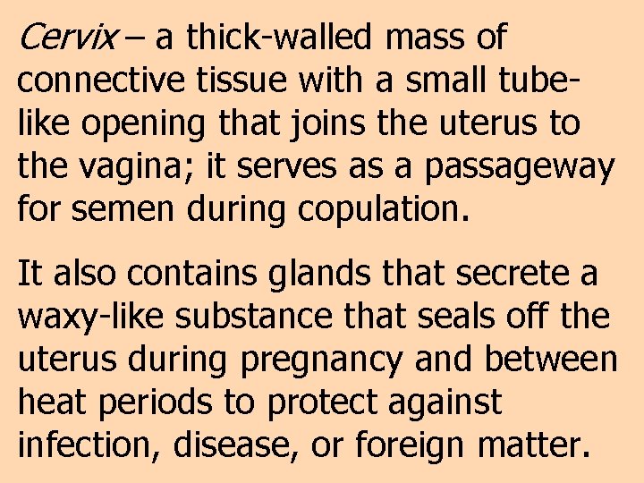 Cervix – a thick-walled mass of connective tissue with a small tubelike opening that