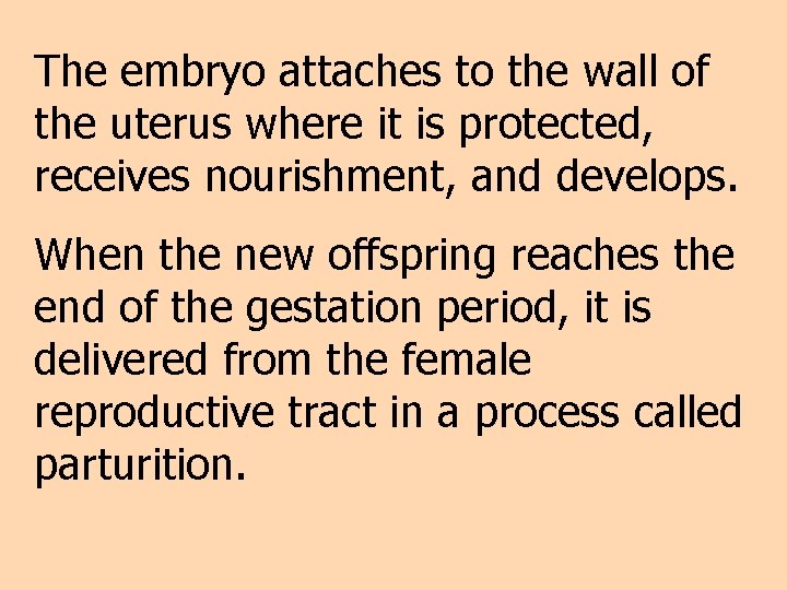 The embryo attaches to the wall of the uterus where it is protected, receives