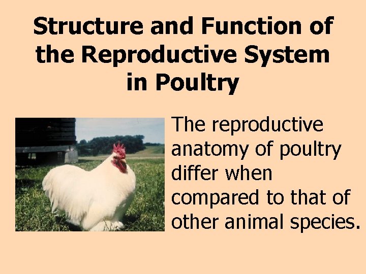 Structure and Function of the Reproductive System in Poultry The reproductive anatomy of poultry