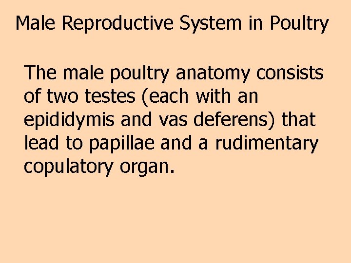 Male Reproductive System in Poultry The male poultry anatomy consists of two testes (each