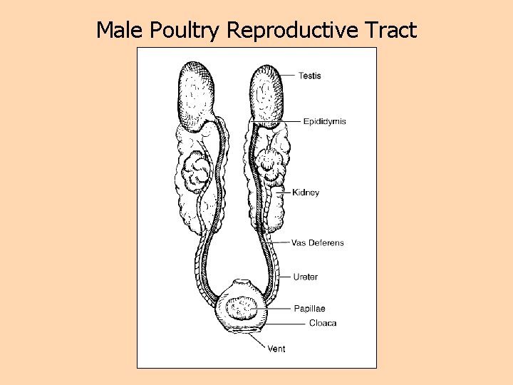 Male Poultry Reproductive Tract 