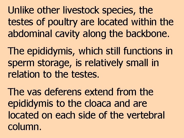 Unlike other livestock species, the testes of poultry are located within the abdominal cavity