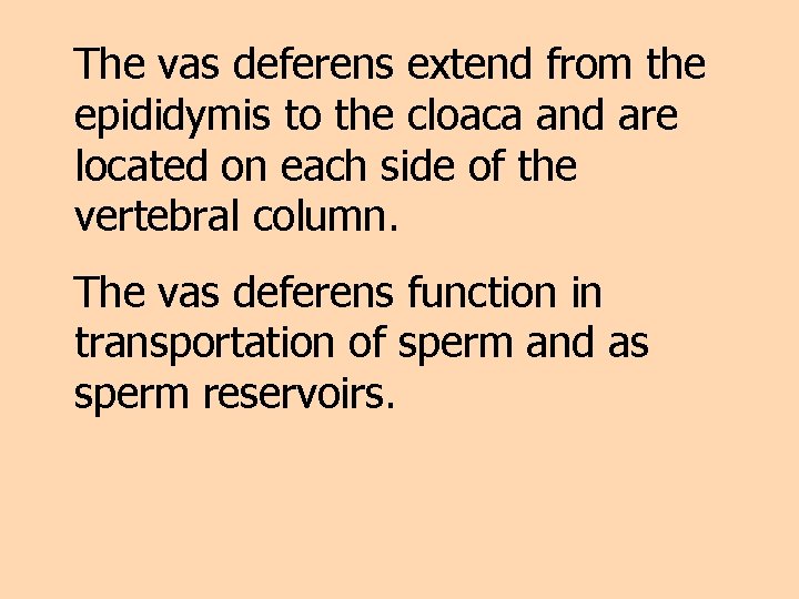 The vas deferens extend from the epididymis to the cloaca and are located on