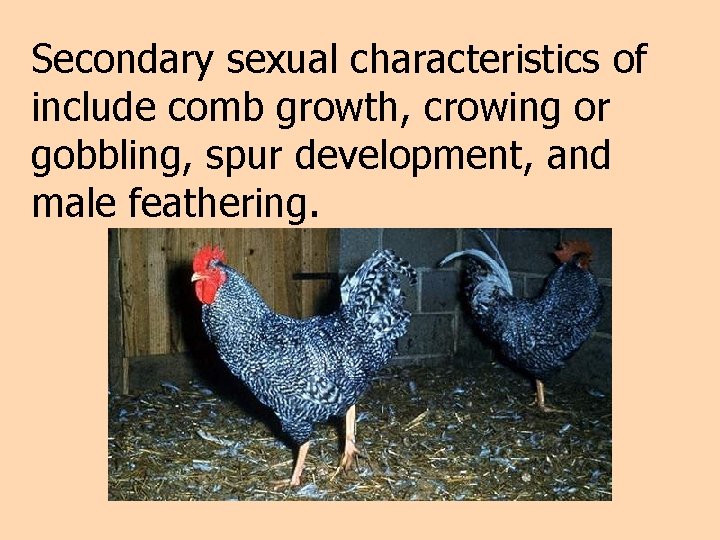 Secondary sexual characteristics of include comb growth, crowing or gobbling, spur development, and male