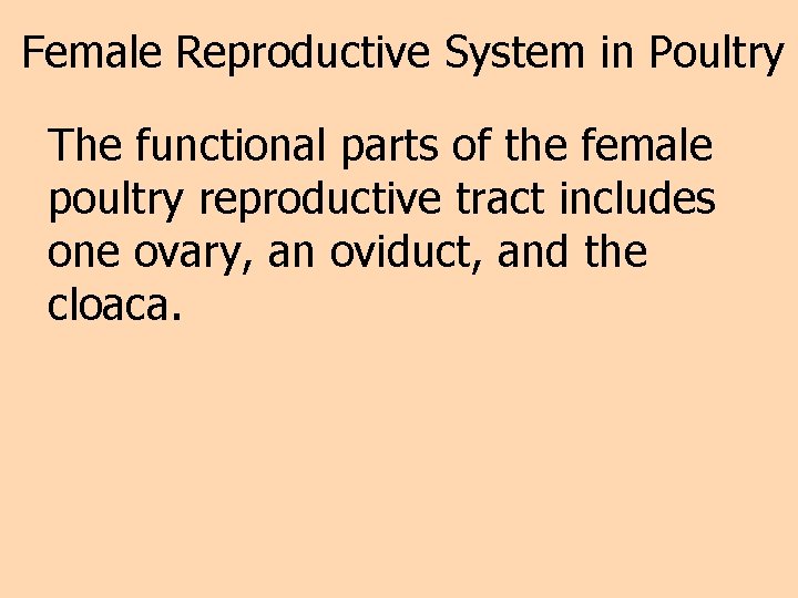 Female Reproductive System in Poultry The functional parts of the female poultry reproductive tract