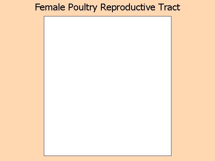 Female Poultry Reproductive Tract 
