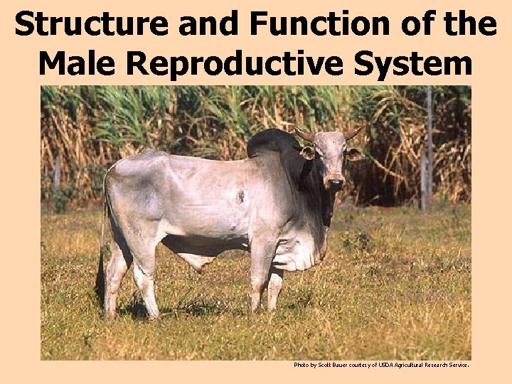 Structure and Function of the Male Reproductive System Photo by Scott Bauer courtesy of