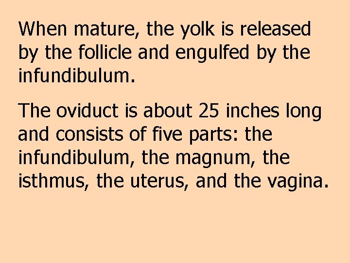 When mature, the yolk is released by the follicle and engulfed by the infundibulum.
