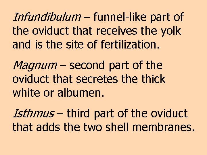 Infundibulum – funnel-like part of the oviduct that receives the yolk and is the