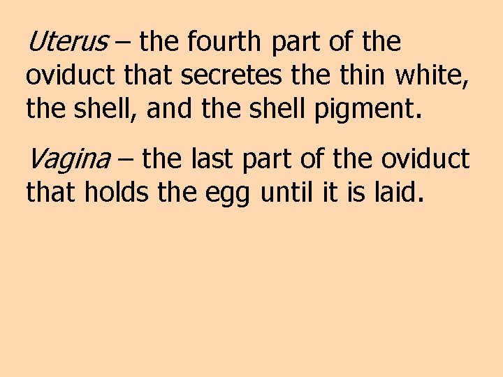 Uterus – the fourth part of the oviduct that secretes the thin white, the