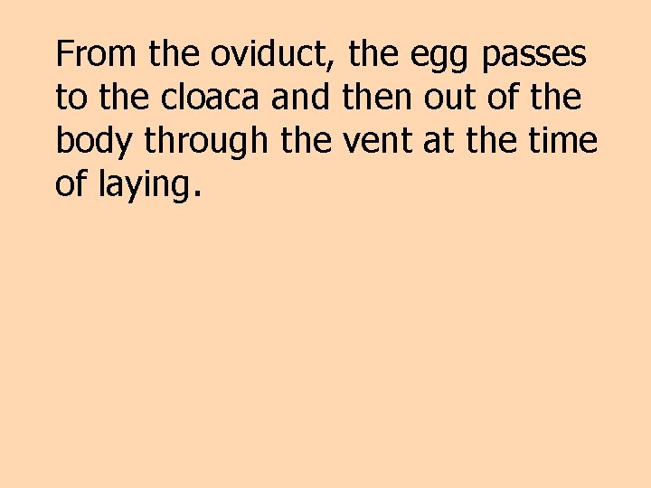 From the oviduct, the egg passes to the cloaca and then out of the