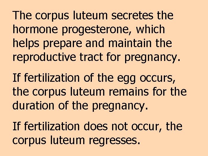 The corpus luteum secretes the hormone progesterone, which helps prepare and maintain the reproductive