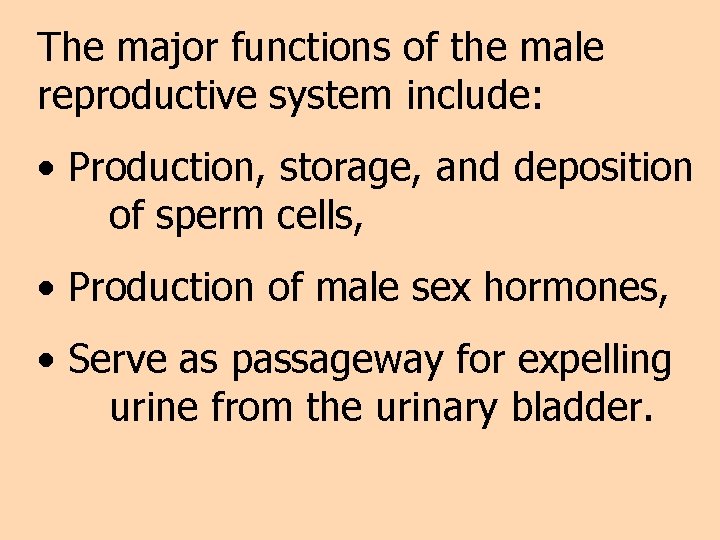 The major functions of the male reproductive system include: • Production, storage, and deposition