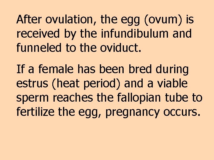 After ovulation, the egg (ovum) is received by the infundibulum and funneled to the