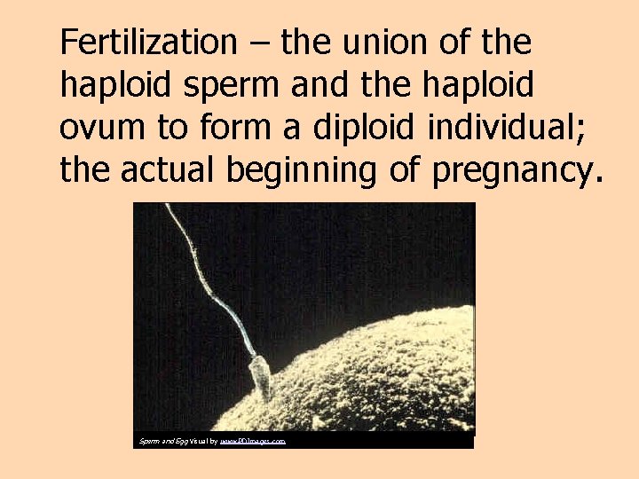 Fertilization – the union of the haploid sperm and the haploid ovum to form