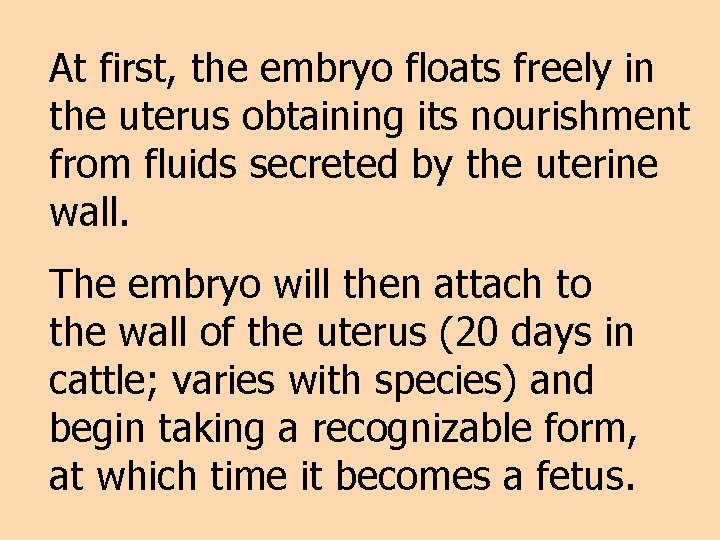 At first, the embryo floats freely in the uterus obtaining its nourishment from fluids