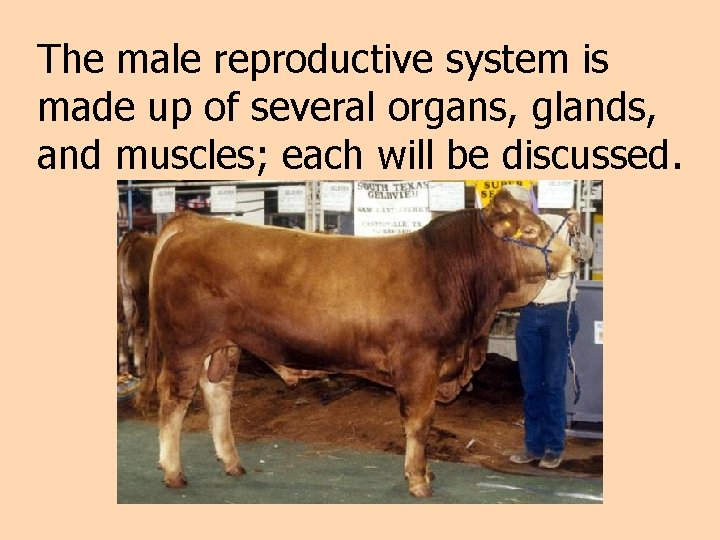 The male reproductive system is made up of several organs, glands, and muscles; each