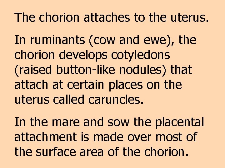 The chorion attaches to the uterus. In ruminants (cow and ewe), the chorion develops