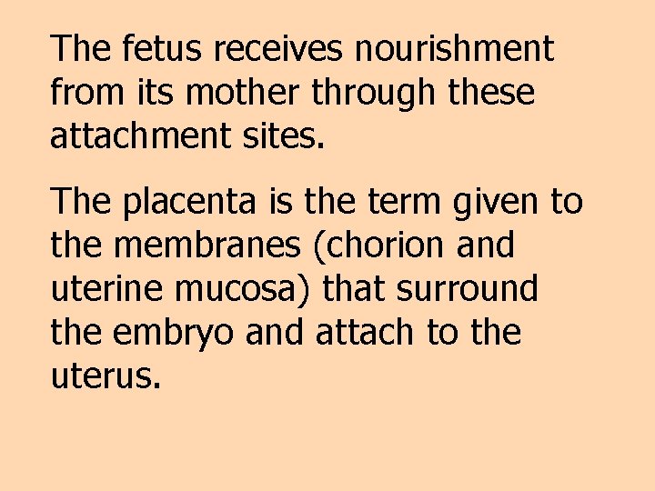 The fetus receives nourishment from its mother through these attachment sites. The placenta is