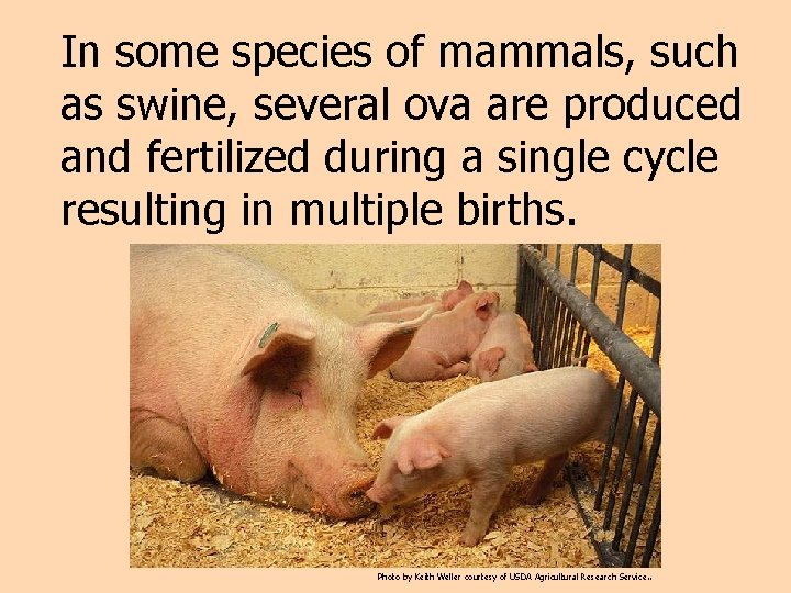 In some species of mammals, such as swine, several ova are produced and fertilized