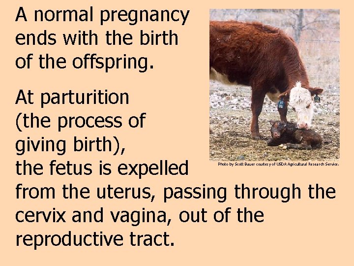 A normal pregnancy ends with the birth of the offspring. At parturition (the process