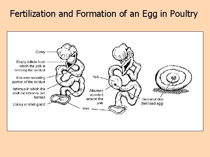 Fertilization and Formation of an Egg in Poultry 