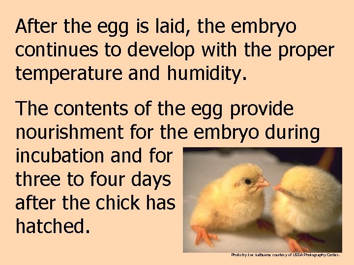 After the egg is laid, the embryo continues to develop with the proper temperature