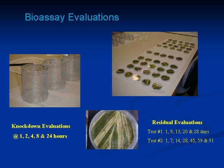 Bioassay Evaluations Knockdown Evaluations @ 1, 2, 4, 8 & 24 hours Residual Evaluations