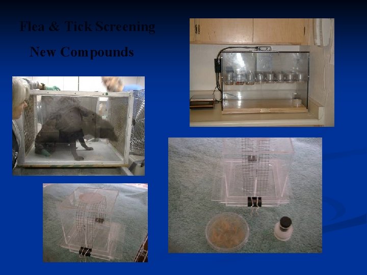 Flea & Tick Screening New Compounds 