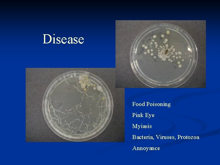 Disease Food Poisoning Pink Eye Myiasis Bacteria, Viruses, Protozoa Annoyance 