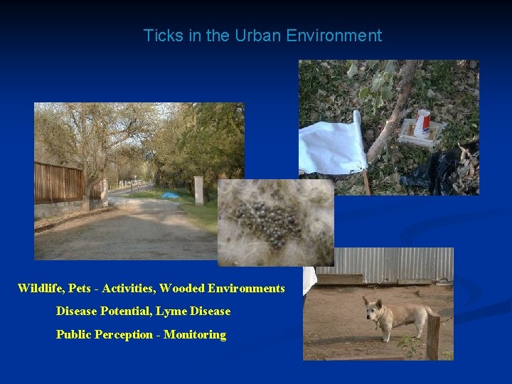 Ticks in the Urban Environment Wildlife, Pets - Activities, Wooded Environments Disease Potential, Lyme