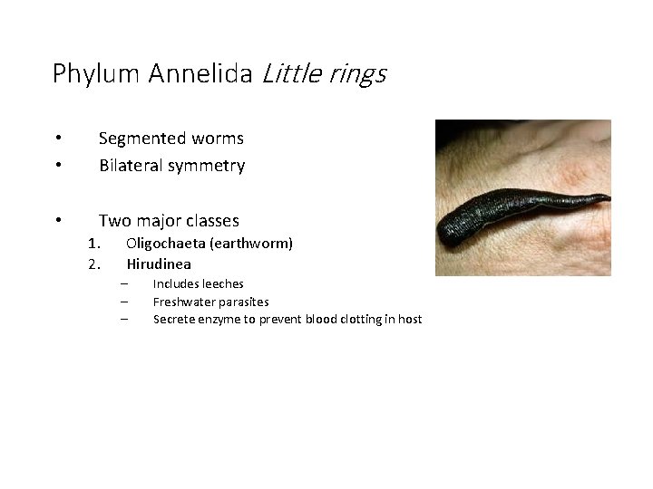 Phylum Annelida Little rings • • Segmented worms Bilateral symmetry • Two major classes