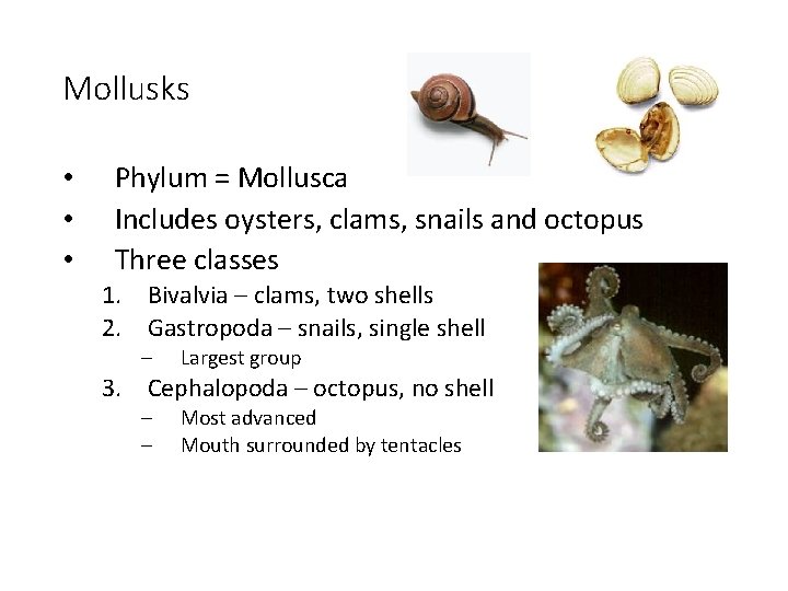 Mollusks • • • Phylum = Mollusca Includes oysters, clams, snails and octopus Three