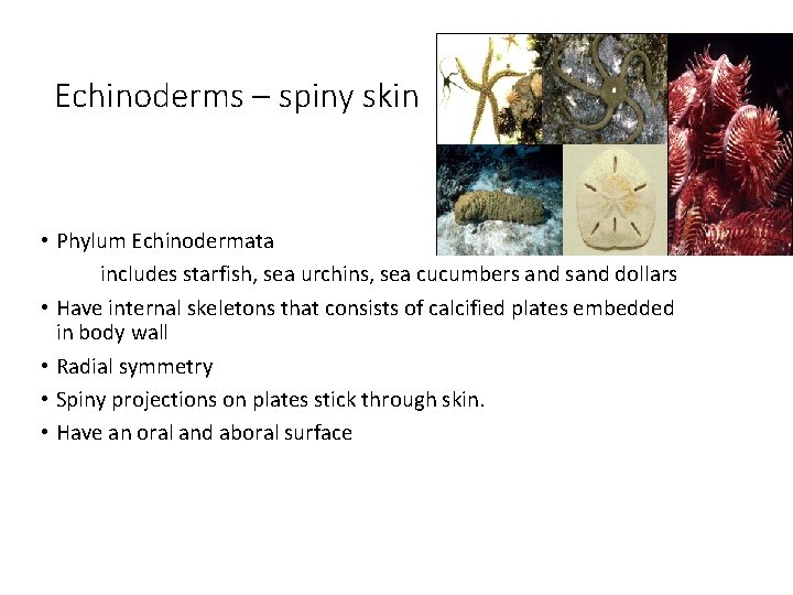 Echinoderms – spiny skin • Phylum Echinodermata includes starfish, sea urchins, sea cucumbers and