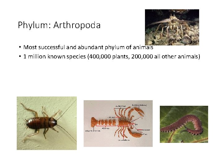 Phylum: Arthropoda • Most successful and abundant phylum of animals • 1 million known