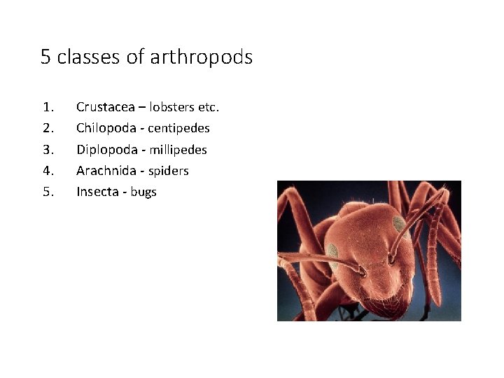 5 classes of arthropods 1. 2. 3. 4. 5. Crustacea – lobsters etc. Chilopoda