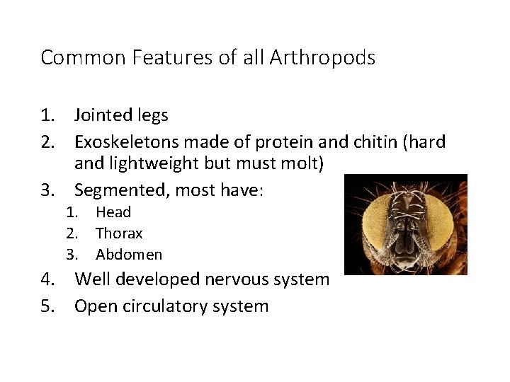 Common Features of all Arthropods 1. Jointed legs 2. Exoskeletons made of protein and