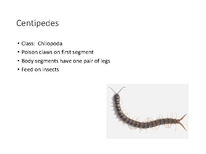 Centipedes • Class: Chilopoda • Poison claws on first segment • Body segments have