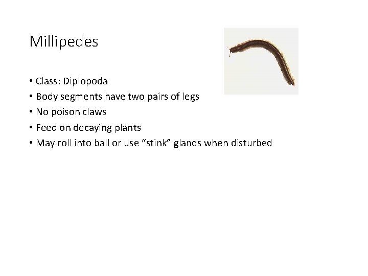 Millipedes • Class: Diplopoda • Body segments have two pairs of legs • No