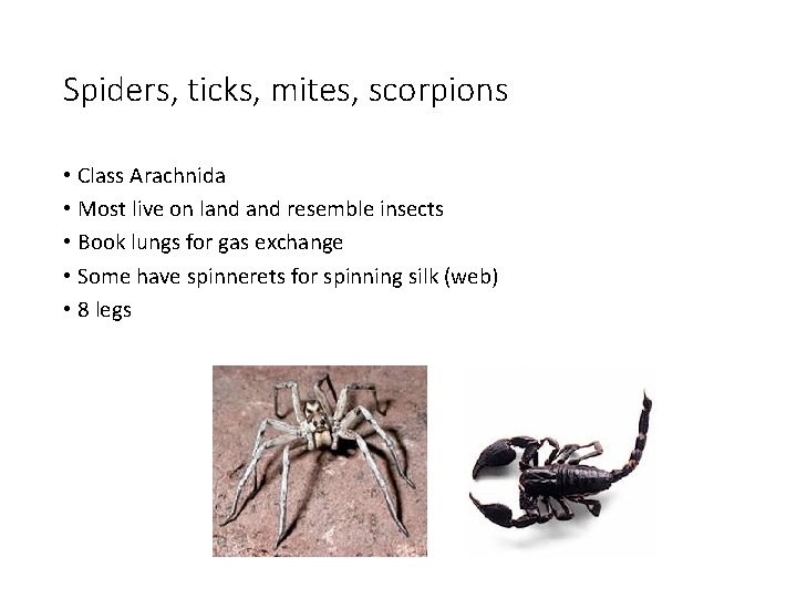 Spiders, ticks, mites, scorpions • Class Arachnida • Most live on land resemble insects