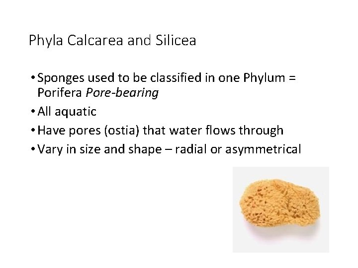 Phyla Calcarea and Silicea • Sponges used to be classified in one Phylum =