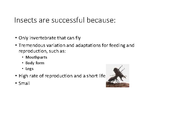 Insects are successful because: • Only invertebrate that can fly • Tremendous variation and