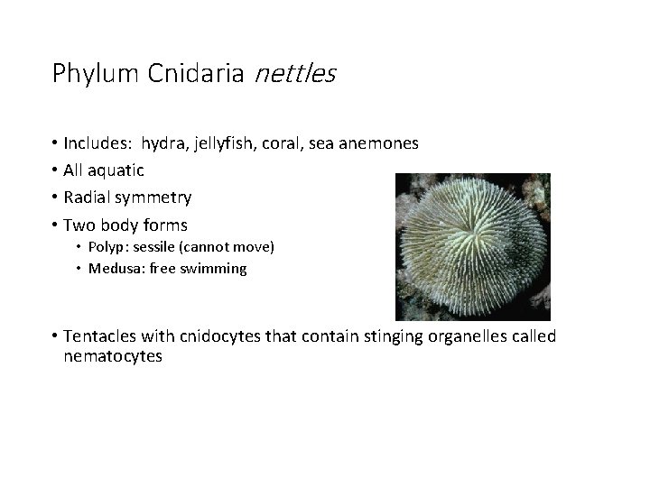 Phylum Cnidaria nettles • Includes: hydra, jellyfish, coral, sea anemones • All aquatic •