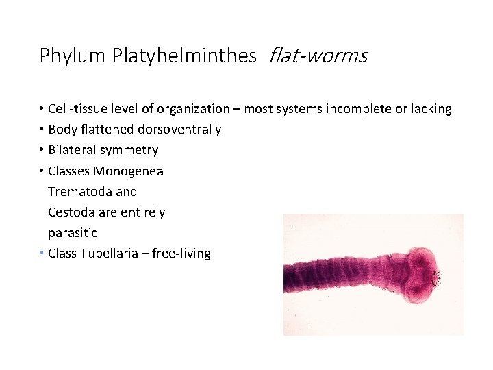 Phylum Platyhelminthes flat-worms • Cell-tissue level of organization – most systems incomplete or lacking