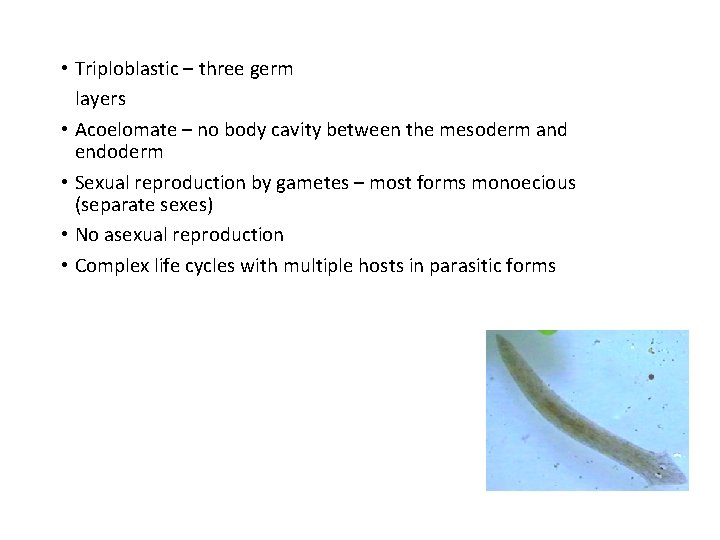  • Triploblastic – three germ layers • Acoelomate – no body cavity between