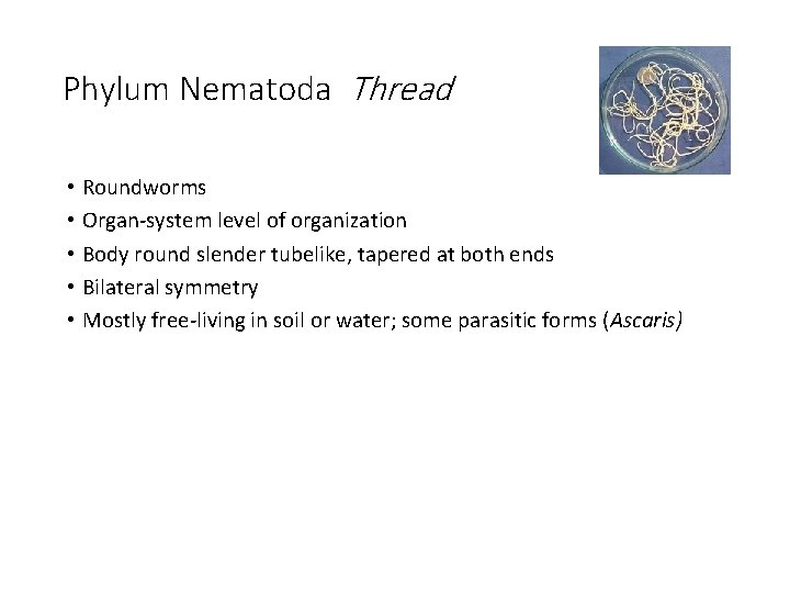 Phylum Nematoda Thread • Roundworms • Organ-system level of organization • Body round slender