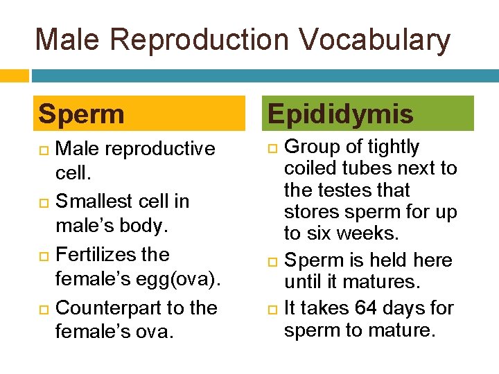 Male Reproduction Vocabulary Sperm Male reproductive cell. Smallest cell in male’s body. Fertilizes the