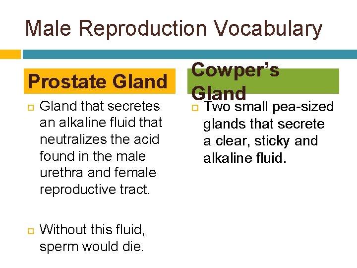 Male Reproduction Vocabulary Prostate Gland that secretes an alkaline fluid that neutralizes the acid